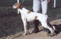 Pedigree HARDY DU BOIS DES PERCHES Pedigree HARDY DU BOIS DES PERCHES